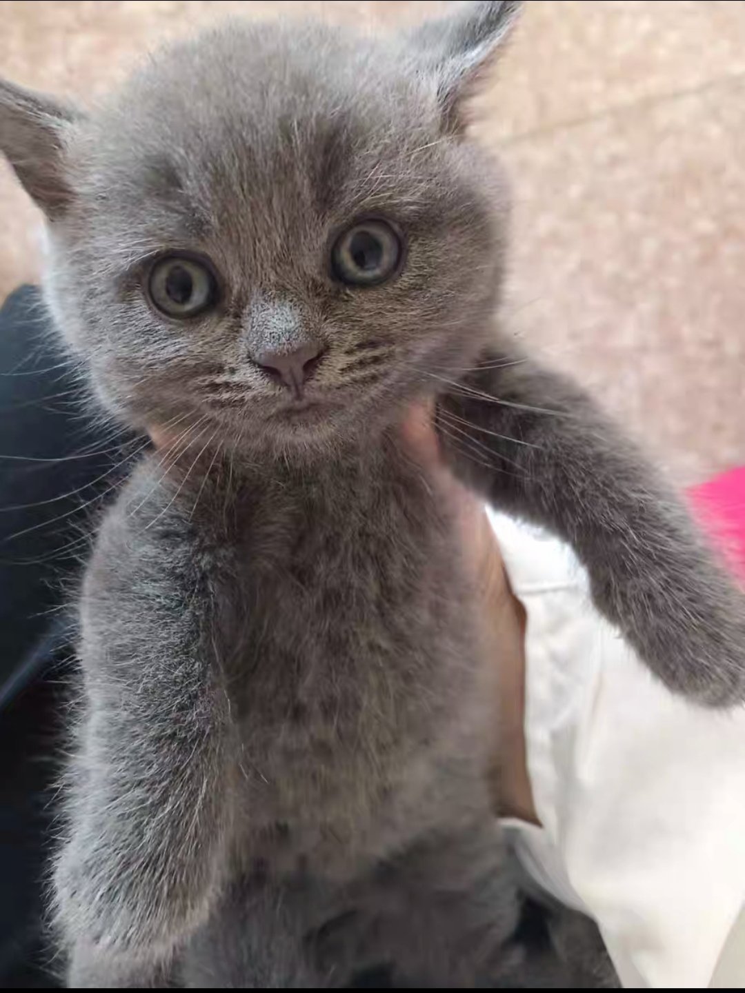 纯种英短蓝猫小猫找新家